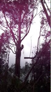 An arborist high in a tree cutting a branch as it falls, demonstrating tree removal services by Island Treescape in Ninole, HI.