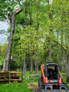 An arborist cutting a large tree branch with a chainsaw, with a skid steer below, for K.O. Tree Service in Charlotte, NC.