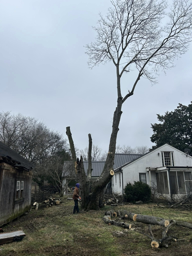 An arborist cutting a large tree, with logs and branches on the ground, by B&D Tree Service and Landscaping in Dallas, TX.