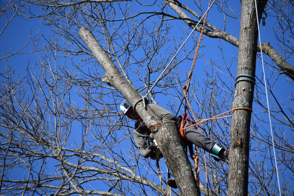 An arborist safely cutting a large tree branch while secured in the tree for Braik's Tree Care in Columbia, MO.
