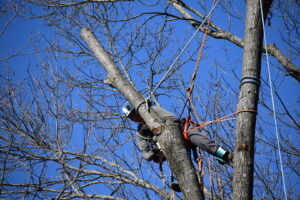 An arborist safely cutting a large tree branch while secured in the tree for Braik's Tree Care in Columbia, MO.