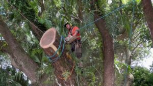 An arborist cutting a large tree section with a chainsaw, secured by ropes, for Island Trees in Bethpage, NY.