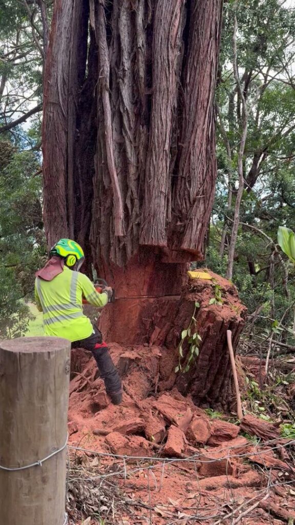 An arborist in safety gear using a chainsaw to cut a large tree trunk, performing tree removal services for Island Treescape in Ninole, HI.