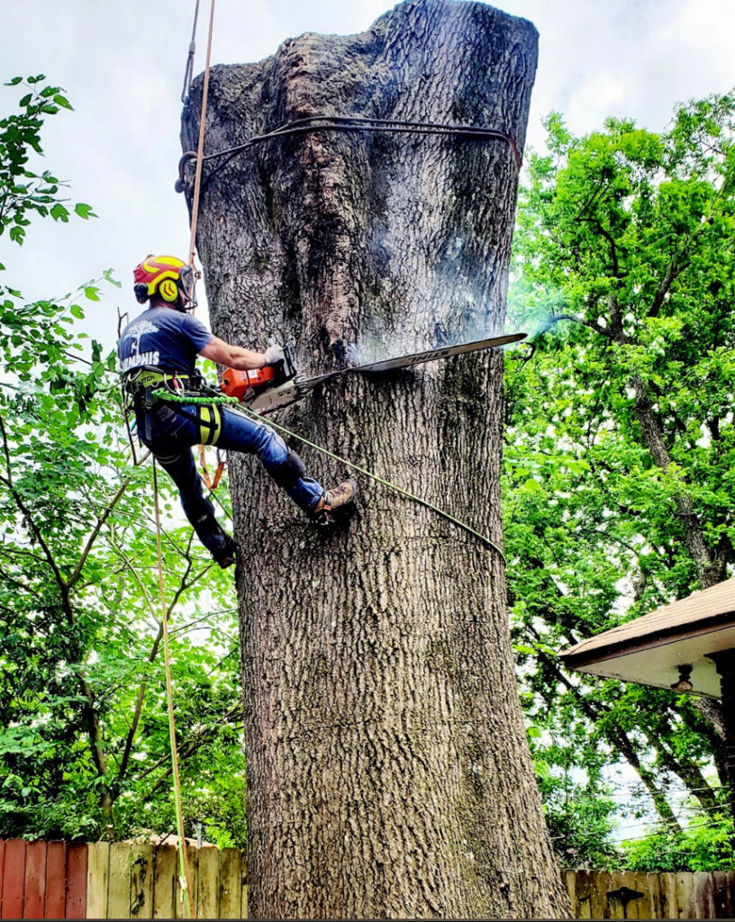 An arborist safely cutting a large tree trunk with a chainsaw while suspended, performed by All Star Tree Service in Memphis, TN.