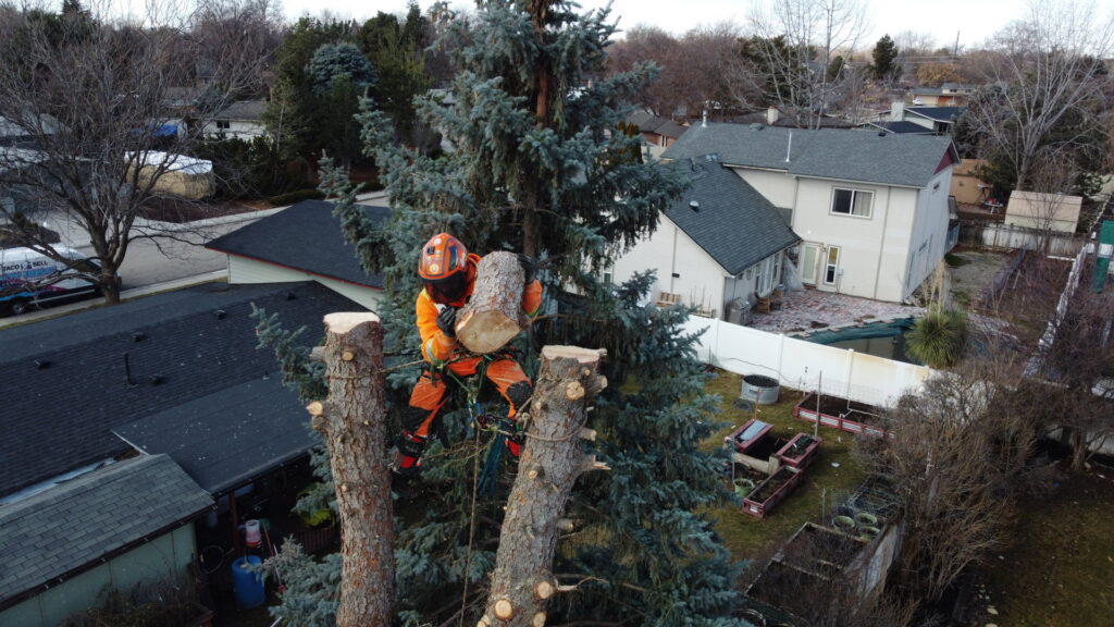 An arborist from Tapson's Tree Service in Boise, ID, cutting a large log on the ground with a chainsaw.