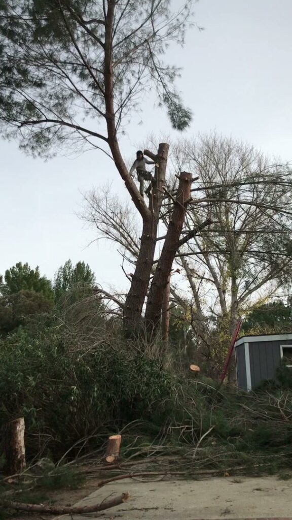 An arborist high in a large pine tree, actively cutting branches during a tree removal service by Mont Tree Service & landscape in San Diego, CA.