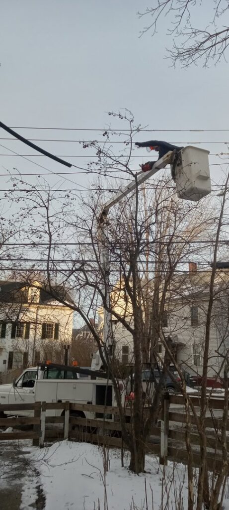 An arborist suspended by ropes, cutting branches from a tall pine tree for Two Daughters Trees & Driveways in Saco, ME.