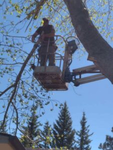 An arborist cutting a tree branch from a bucket lift for All American Arborists in Rock Springs, WY.