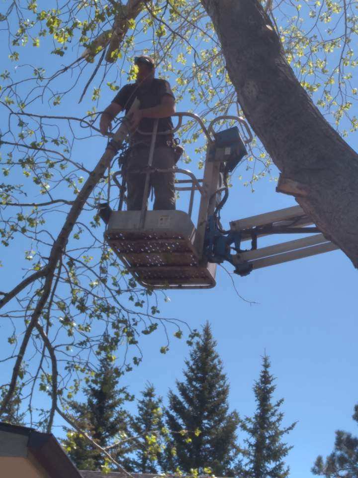 An arborist cutting a tree branch from a bucket lift for All American Arborists in Rock Springs, WY.