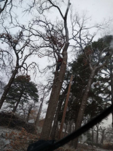 An arborist from All American Tree Service cutting a tree branch during snowfall in Talent, OR.