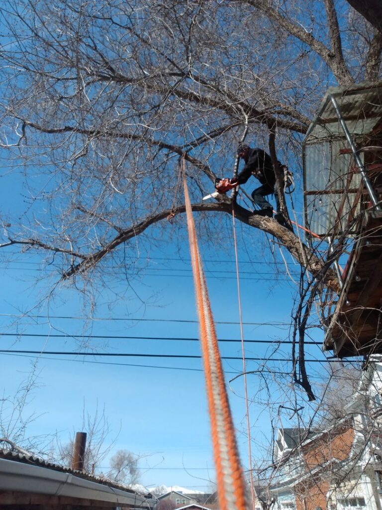 An arborist using a chainsaw to cut a tree branch while secured with ropes for Arbor Services in Fort Myers, FL