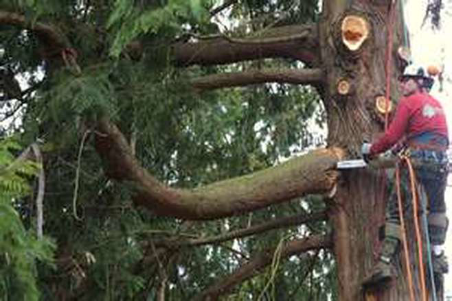 An arborist safely cutting a tree branch with a chainsaw for Bud's Tri County Tree Service in West Sacramento, CA