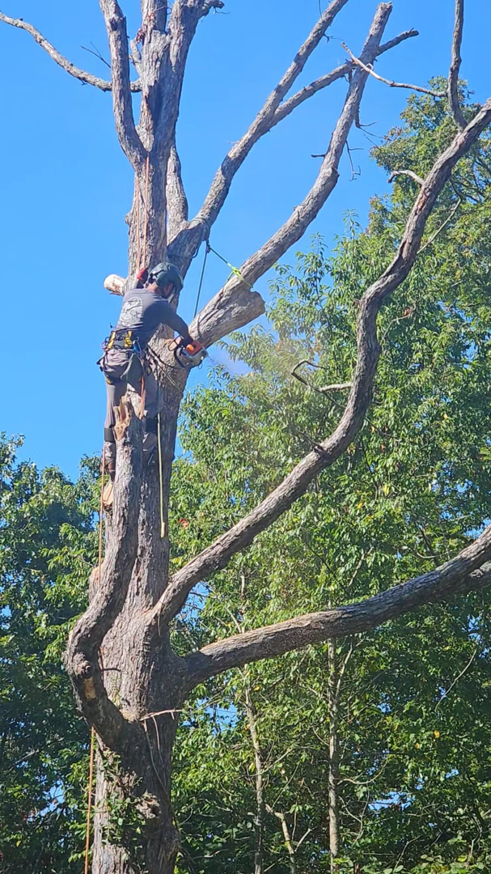 An arborist safely cutting a tree branch with a chainsaw high in a tree for Apex Tree Service, LLC in Huntsville, AL.