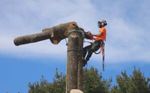An arborist safely secured in a tree, using a chainsaw to cut a large branch for Black Fern Tree Service in South Portland, ME.