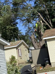 An arborist safely cutting a large tree branch with a chainsaw, demonstrating expert tree removal by Capital Tree Company in Des Moines, IA.