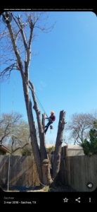An arborist in a safety harness and helmet using a chainsaw to cut a large branch for Jose Tree Services in Plano, TX.
