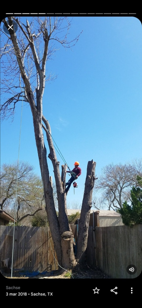 An arborist in a safety harness and helmet using a chainsaw to cut a large branch for Jose Tree Services in Plano, TX.