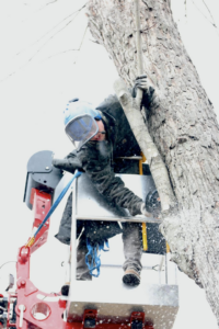 An arborist in a bucket lift cutting a tree branch with a chainsaw for SKV Tree Service in Morris, IL.