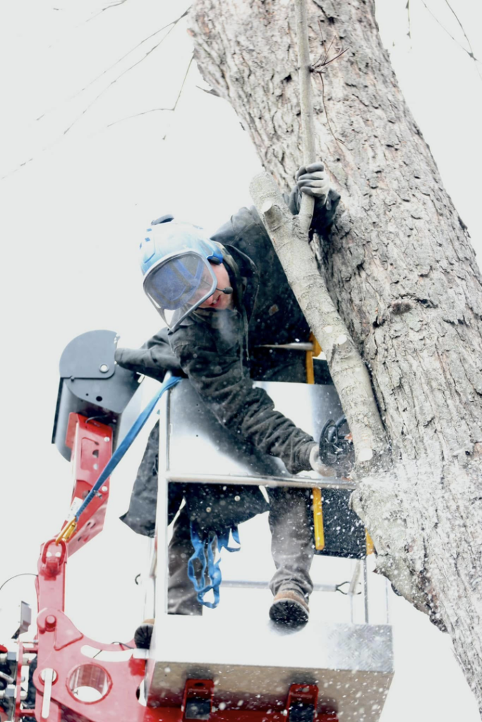 An arborist in a bucket lift cutting a tree branch with a chainsaw for SKV Tree Service in Morris, IL.