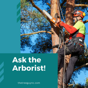 A professional arborist using a chainsaw to cut a tree branch while secured with ropes for The Tree Guy LLC in Spencer, OK.