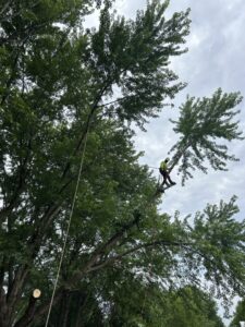 An arborist safely cutting a tree branch while harnessed for ED's Landscaping in Mechanicsville, VA.