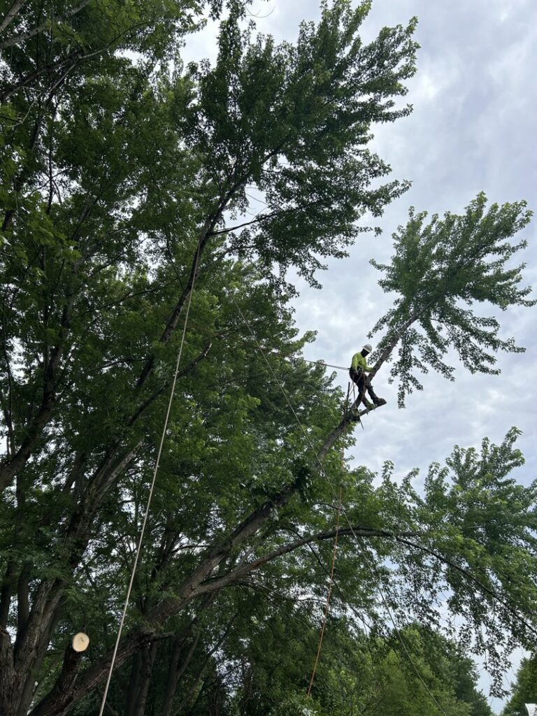 An arborist safely cutting a tree branch while harnessed for ED's Landscaping in Mechanicsville, VA.