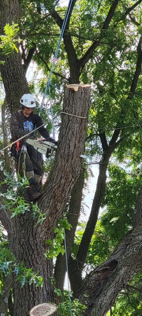 An arborist high in a tree using a chainsaw to cut a branch during a service by G.O.'s Tree Service in Pittsburgh, PA