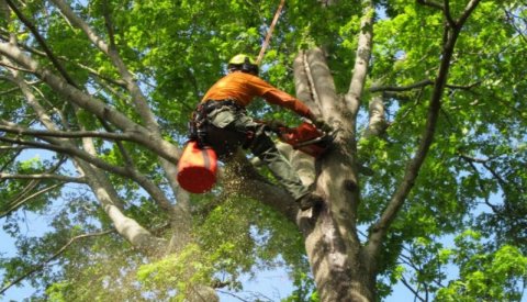 An arborist safely cutting a tree branch with a chainsaw, performing tree service for Good Hands Tree Service in Dallas, TX
