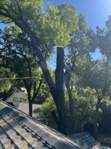 An arborist safely secured with ropes, cutting a tree branch during a tree service job by JG Tree Service in Philadelphia, PA.