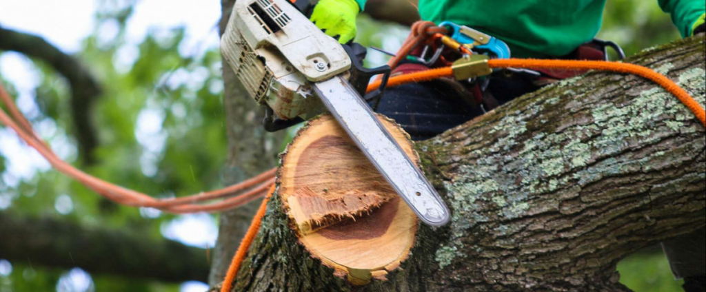 An arborist using a chainsaw to cut a tree branch while secured in a harness for Mazzola Lawn and Tree in Parma, OH.