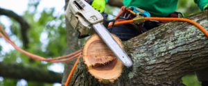 An arborist using a chainsaw to cut a tree branch while secured in a harness for Mazzola Lawn and Tree in Parma, OH.