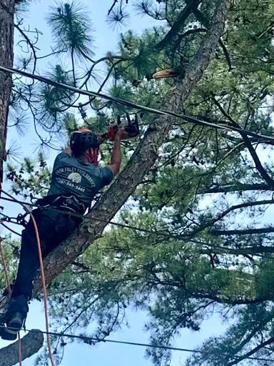 An arborist from Poor Folks Tree Service, Inc. safely cutting a tree branch with a chainsaw in Virginia Beach, VA.