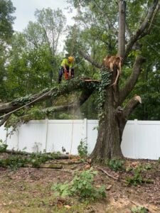 An arborist cutting a large tree branch with ropes for Green Woods Sawmill & Tree service in Bowie, MD.