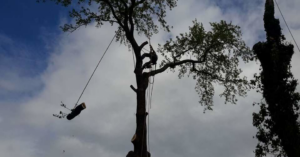An arborist safely cutting and lowering a large tree branch during a tree removal service by Total Tree Service in Knoxville, TN.