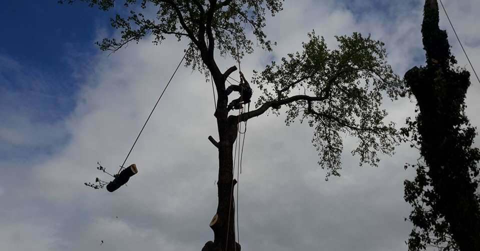 An arborist safely cutting and lowering a large tree branch during a tree removal service by Total Tree Service in Knoxville, TN.