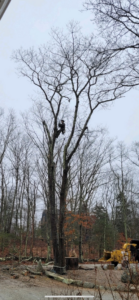 An arborist cutting a tree branch high in a large tree with a wood chipper on the ground by West Bay Tree Works LLC in Coventry, RI.