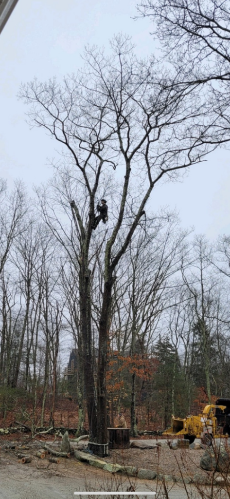 An arborist cutting a tree branch high in a large tree with a wood chipper on the ground by West Bay Tree Works LLC in Coventry, RI.