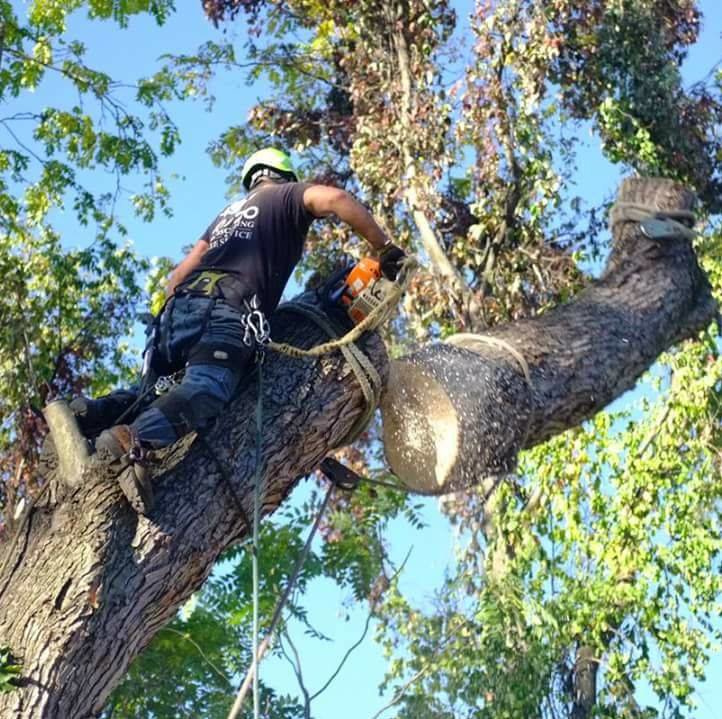 An arborist cutting a tree branch with a chainsaw for 20/20 Landscaping and Tree Service in Pittsburgh, PA.
