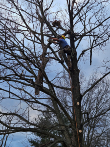 An arborist cutting a tree branch with a chainsaw during a service by Arbor barber tree service in Lakeville, MN.