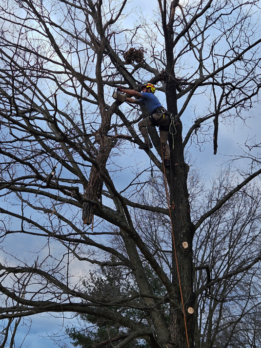 An arborist cutting a tree branch with a chainsaw during a service by Arbor barber tree service in Lakeville, MN.