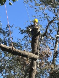 An arborist in a yellow hard hat, harnessed in a tree, cutting a large branch with a chainsaw for Knotty Branches Tree Service in Macon, GA.