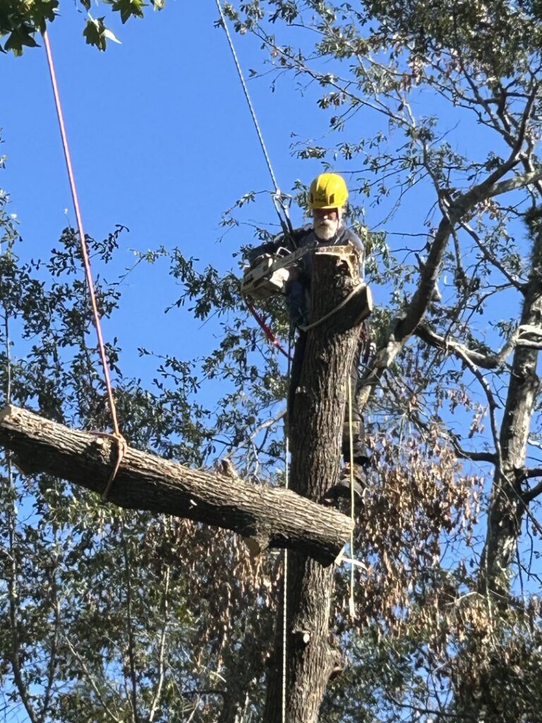 An arborist in a yellow hard hat, harnessed in a tree, cutting a large branch with a chainsaw for Knotty Branches Tree Service in Macon, GA.