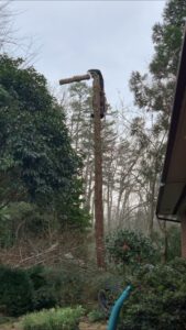 An arborist high in a tree, safely cutting a large branch with a chainsaw for Treeincarnation MT in Helena, MT.