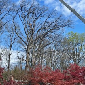 An arborist high in a tree, expertly cutting branches during a tree removal service by Absolute Tree, Inc. in Alexandria, VA.
