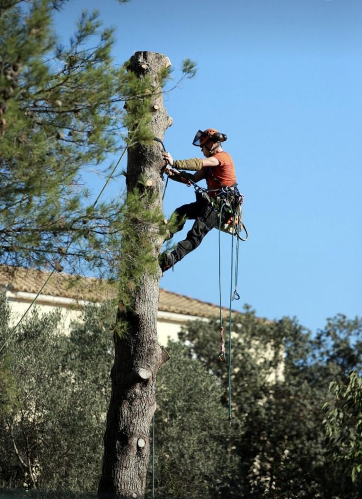 An arborist from Reg's Tree Service using a chainsaw to cut tree branches in Anaheim, CA.