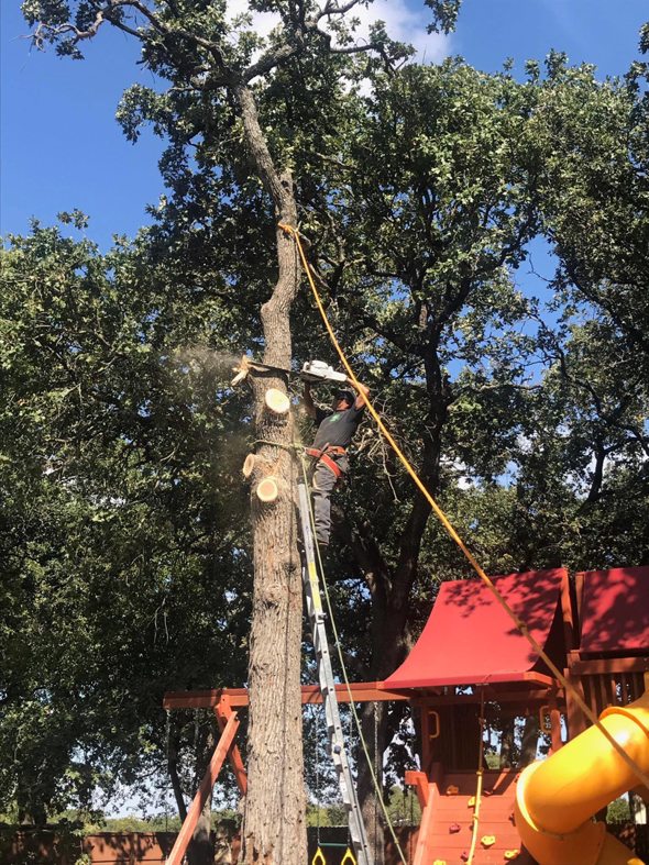 An arborist from Texas Tree Services cutting tree branches with a chainsaw in Fort Worth, TX.
