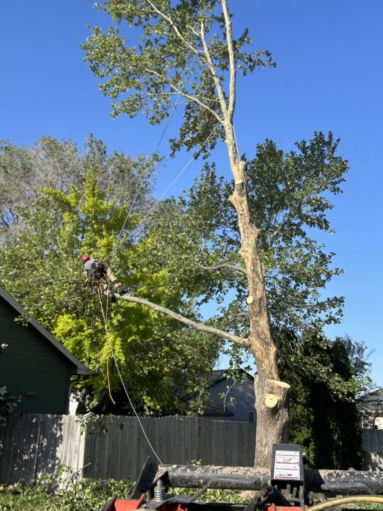 An arborist secured with ropes, actively cutting tree branches during a tree service job by DeMasters Tree Care LLC in Nampa, ID.