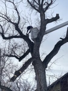 An arborist from Bozeman Arborcare Tree Service LLC cutting branches from a large tree while in a bucket lift in Bozeman, MT.