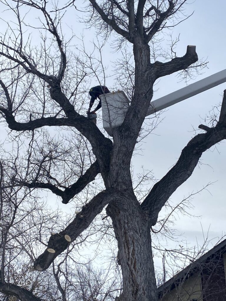 An arborist from Bozeman Arborcare Tree Service LLC cutting branches from a large tree while in a bucket lift in Bozeman, MT.