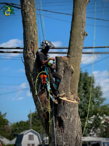 An arborist with a chainsaw cutting tree branches while secured in a tree by RDK Landscaping and Tree Services in Buffalo, NY.